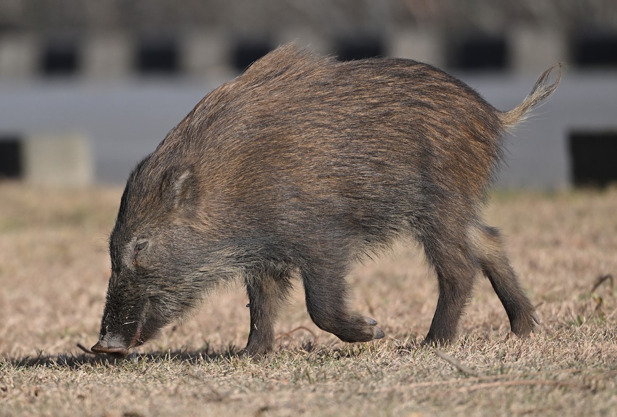 Wild Boar - ML646831919