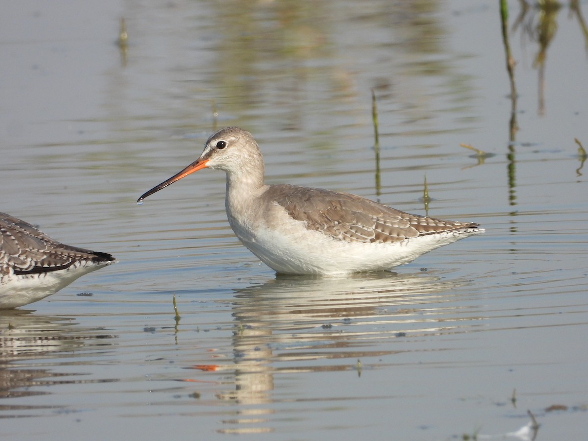 鶴鷸 - ML646831920