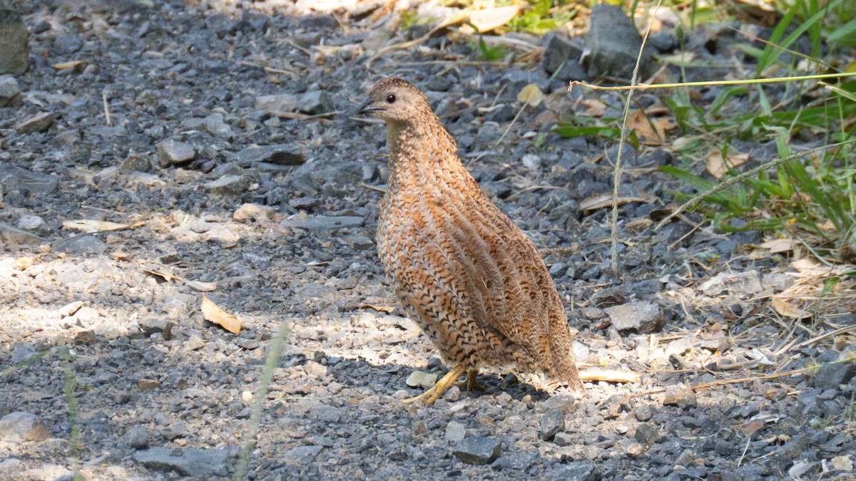 Перепілка бура - ML646831921