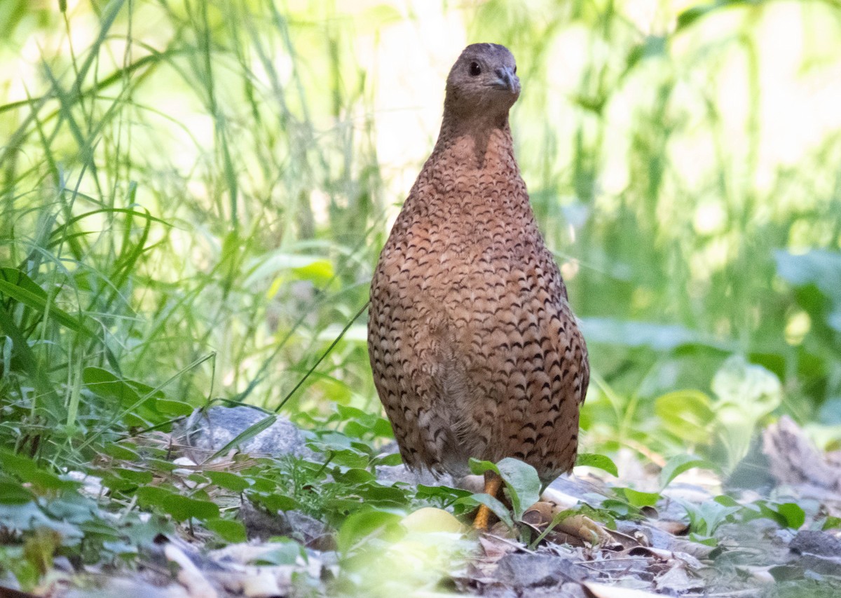 Перепілка бура - ML646831922