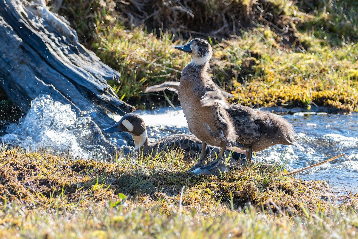Spectacled Duck - ML646831923