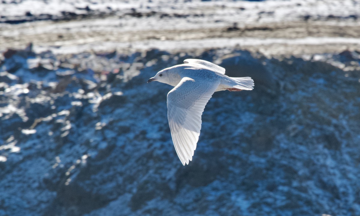 Мартин гренландський (підвид kumlieni) - ML646831926