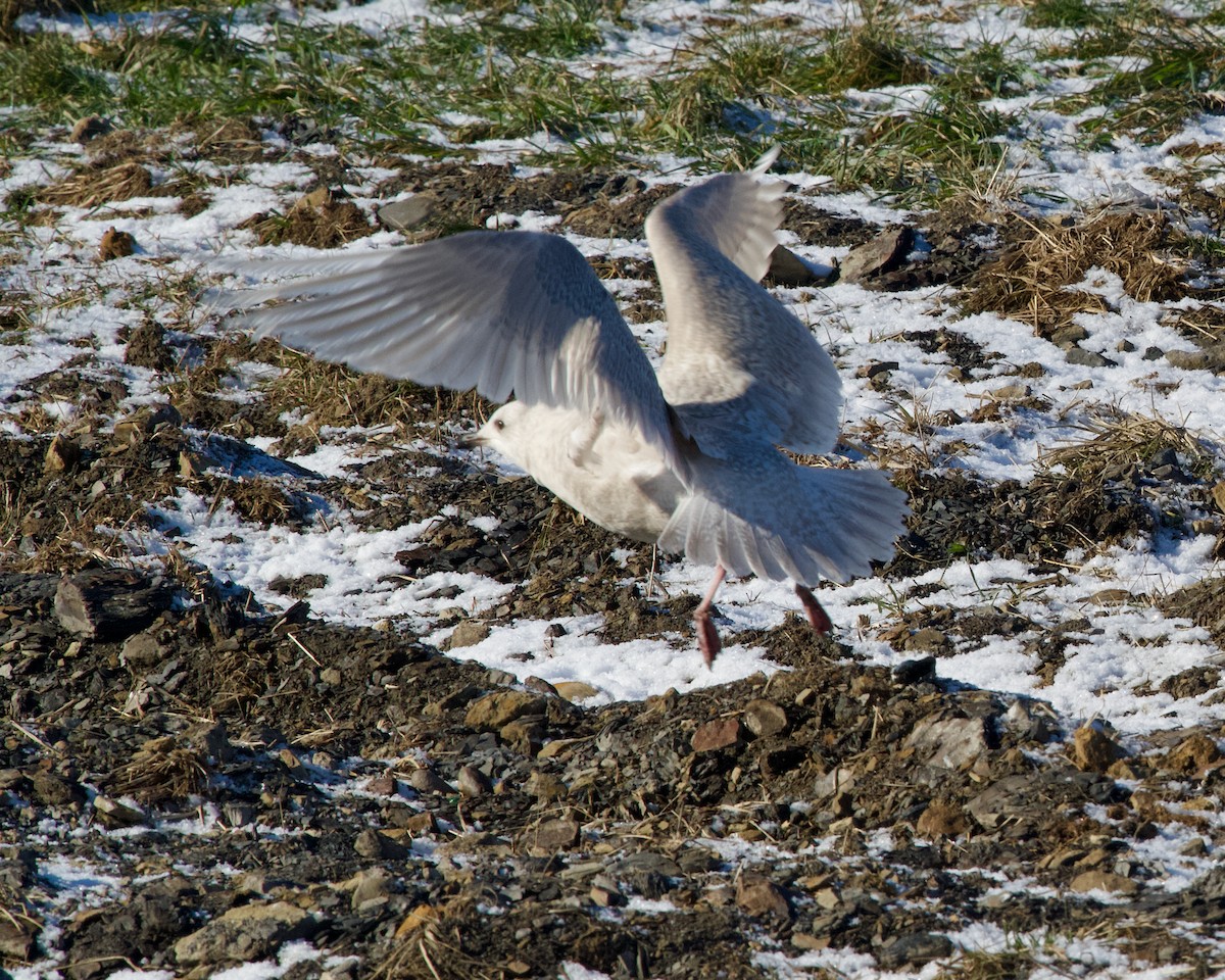 Мартин гренландський (підвид kumlieni) - ML646831927