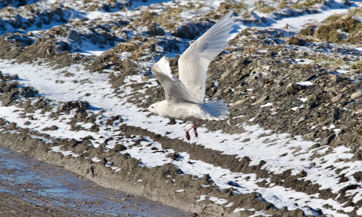 Мартин гренландський (підвид kumlieni) - ML646831928