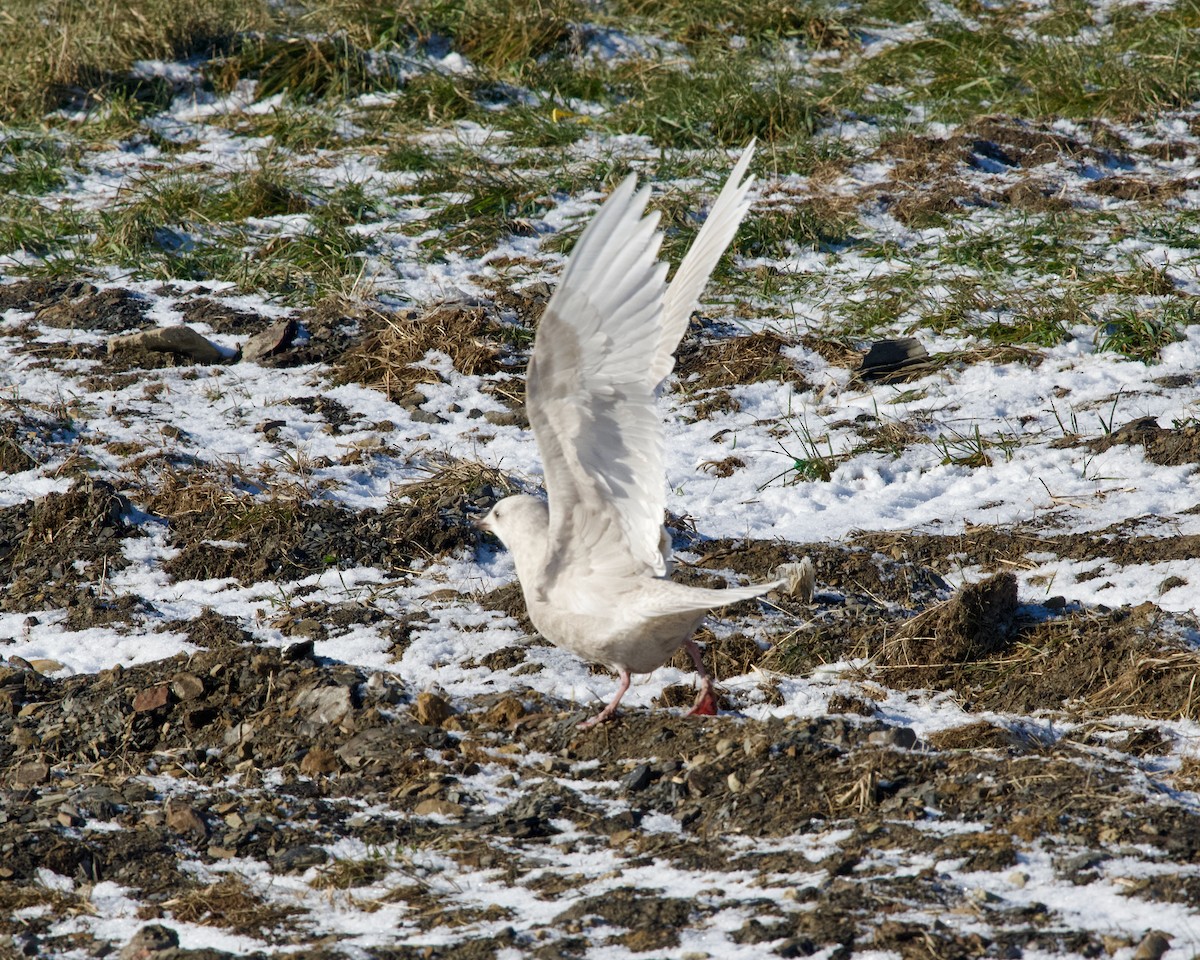Мартин гренландський (підвид kumlieni) - ML646831929