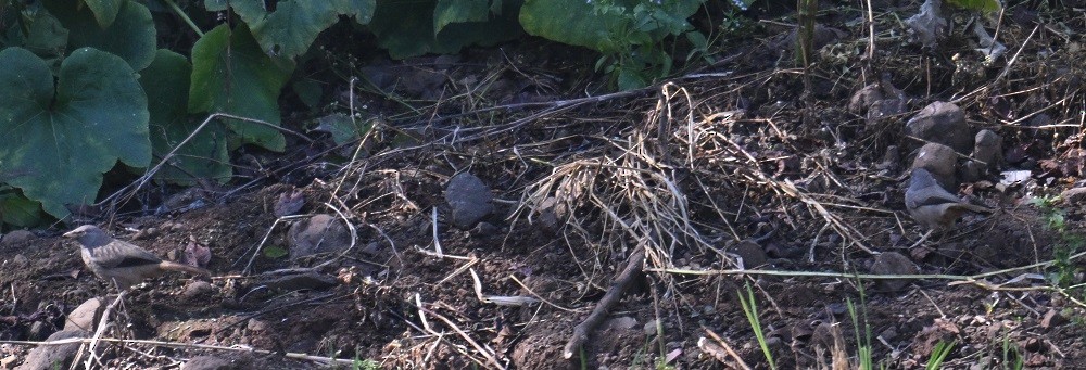 Jungle Babbler - ML646831930