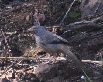 Jungle Babbler - ML646831931