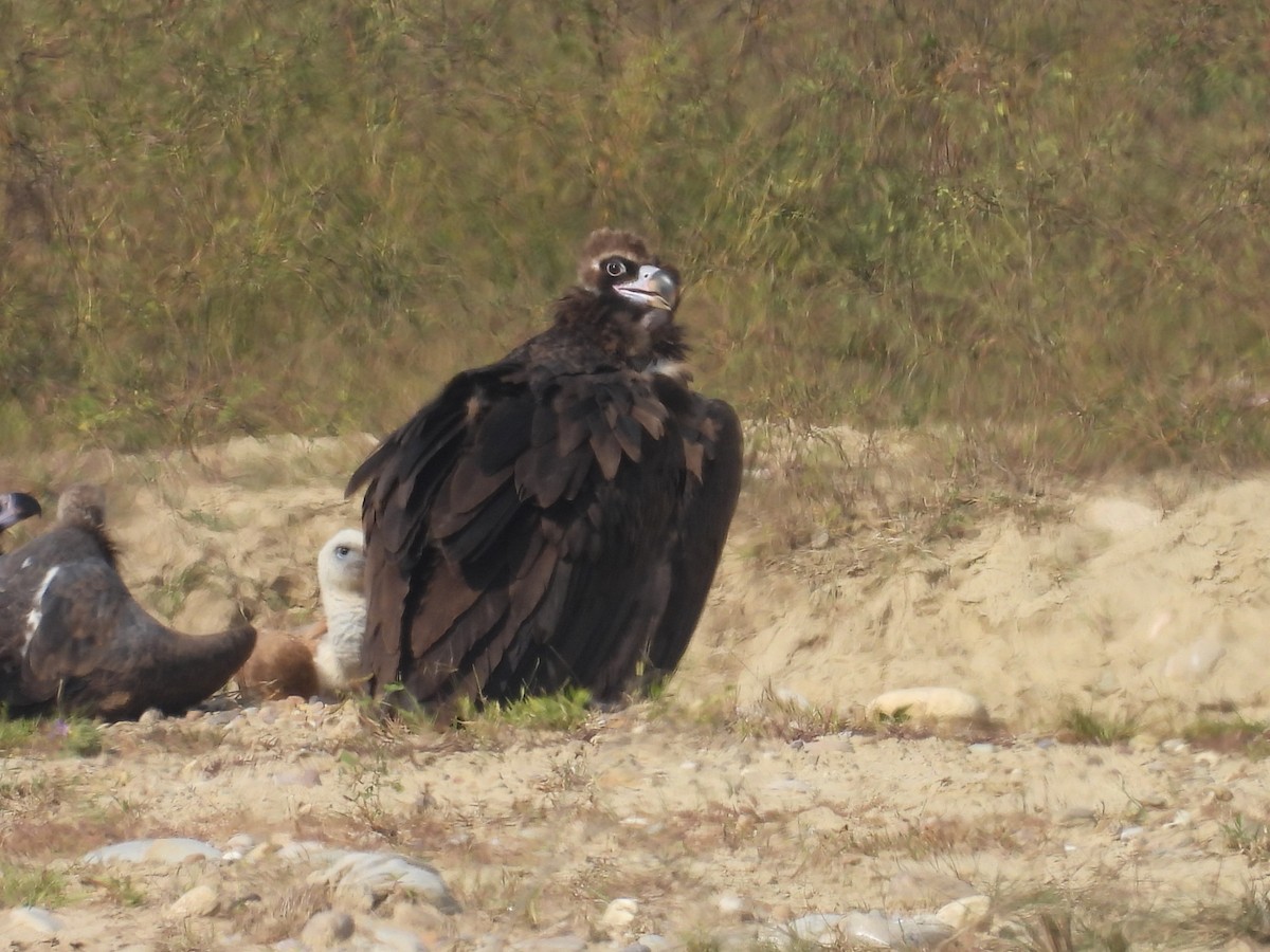 Mönchsgeier - ML646831932