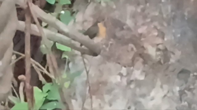 藍喉藍仙鶲 - ML646831933