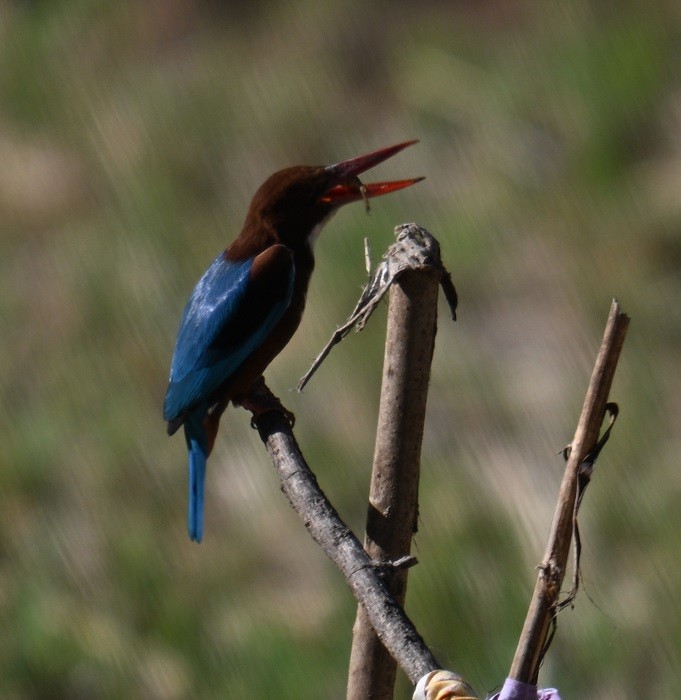 White-throated Kingfisher - ML646831934