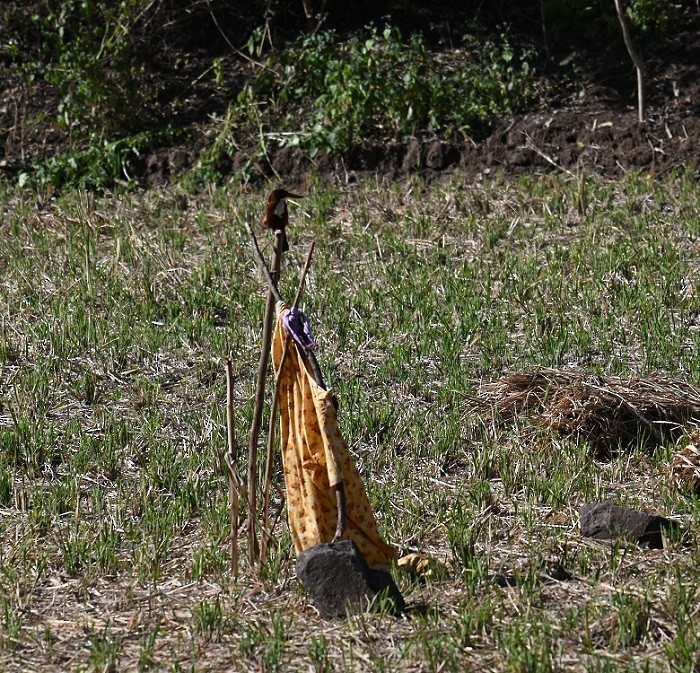 White-throated Kingfisher - ML646831935