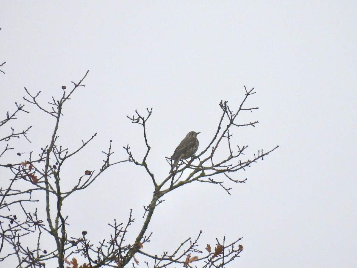 Mistle Thrush - ML646831936
