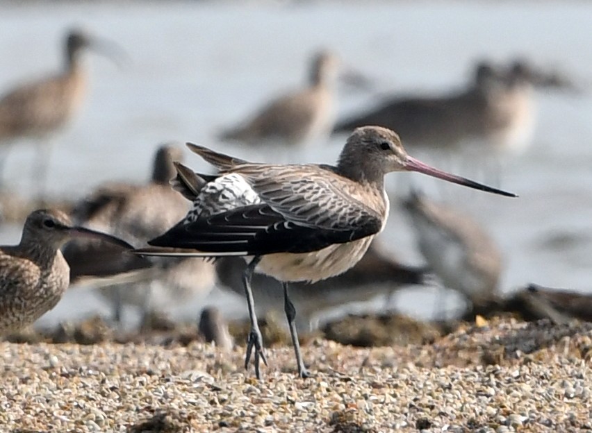 Barge rousse - ML646831937