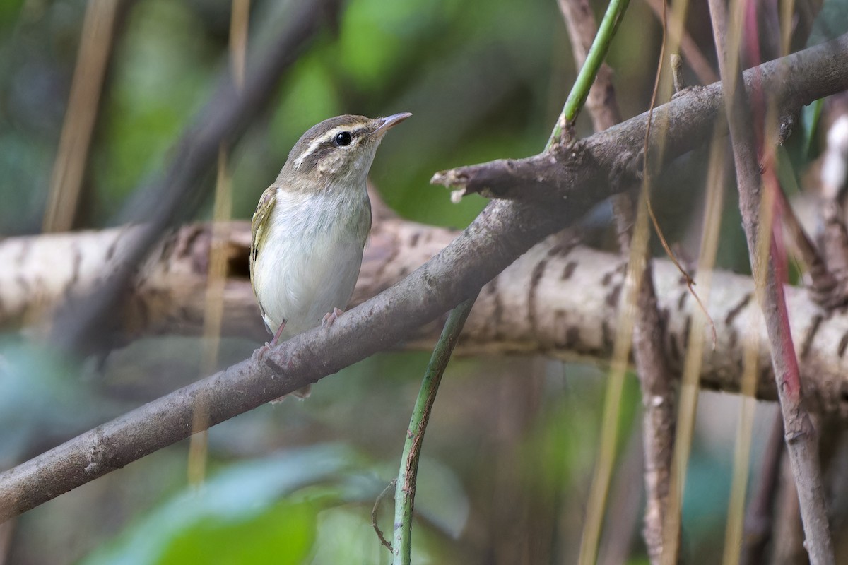 Sakhalin Leaf Warbler - ML646831939