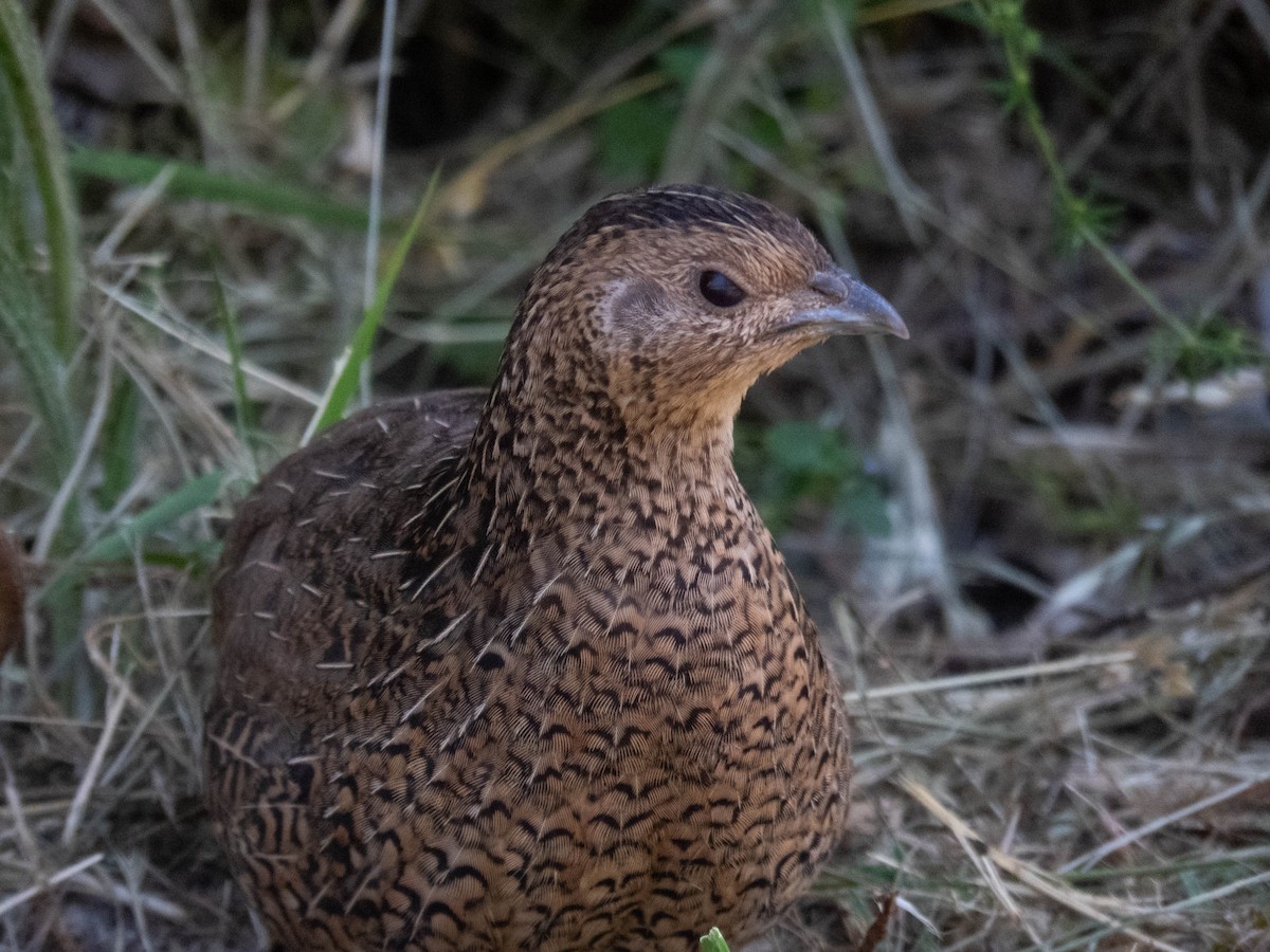 Brown Quail - ML646831940