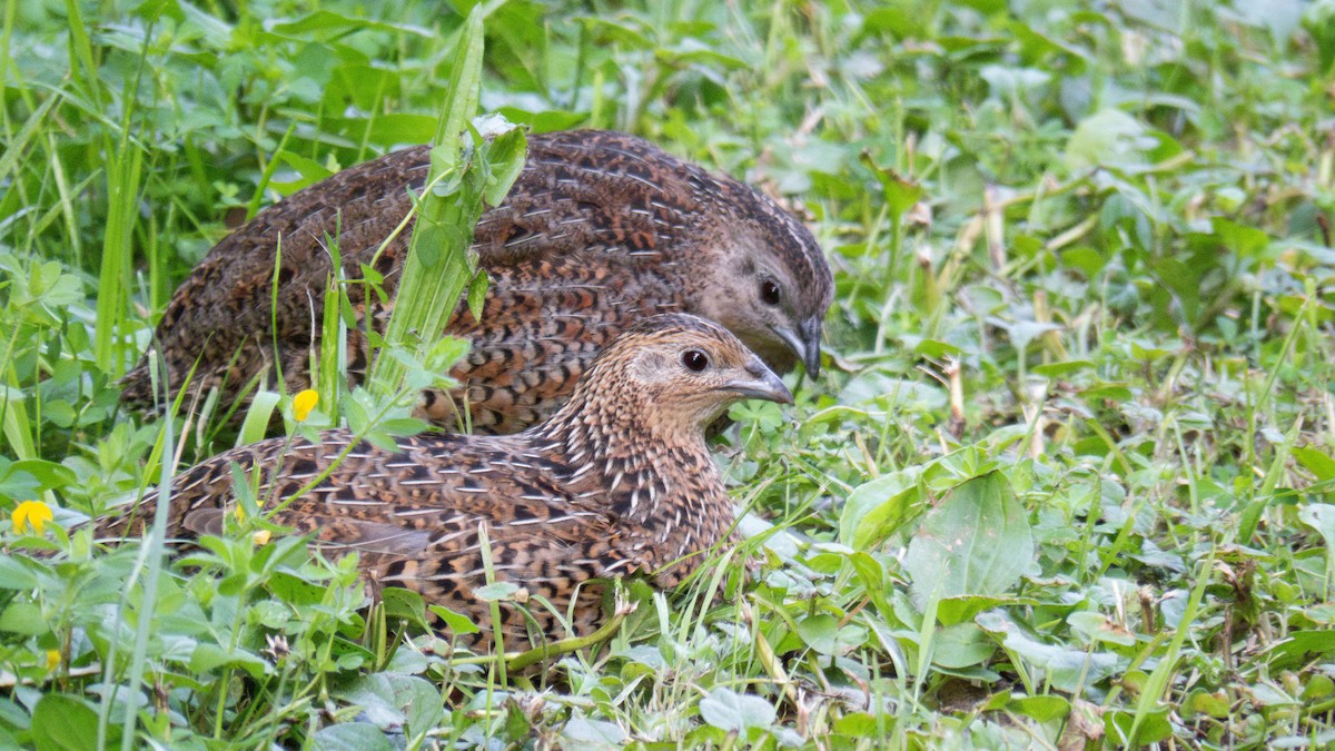 Brown Quail - ML646831941