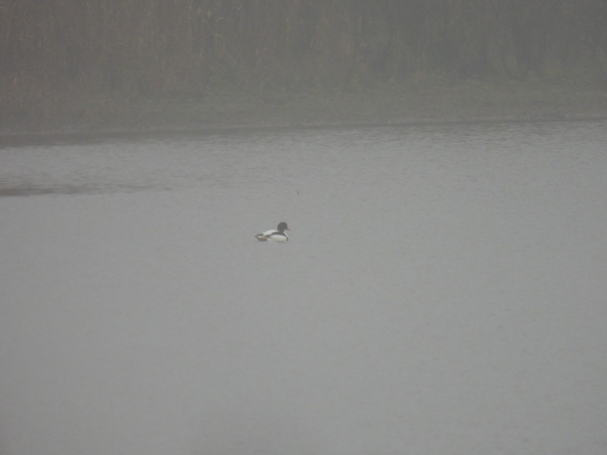 Common Shelduck - ML646831942