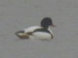 Common Shelduck - ML646831943