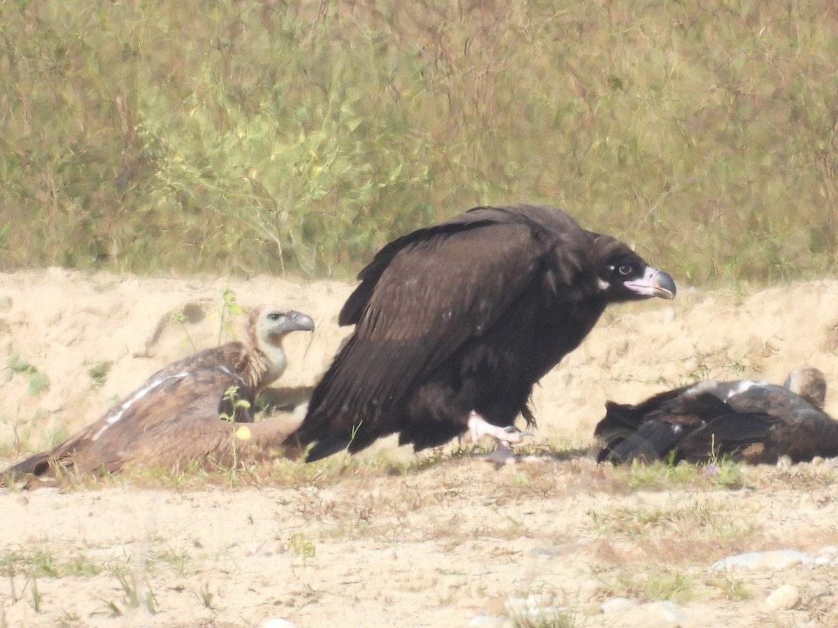 Mönchsgeier - ML646831944