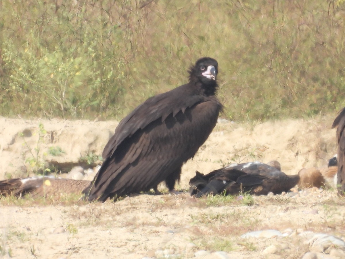 Mönchsgeier - ML646831945