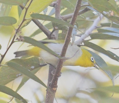 Begizuri indiarra - ML646831946