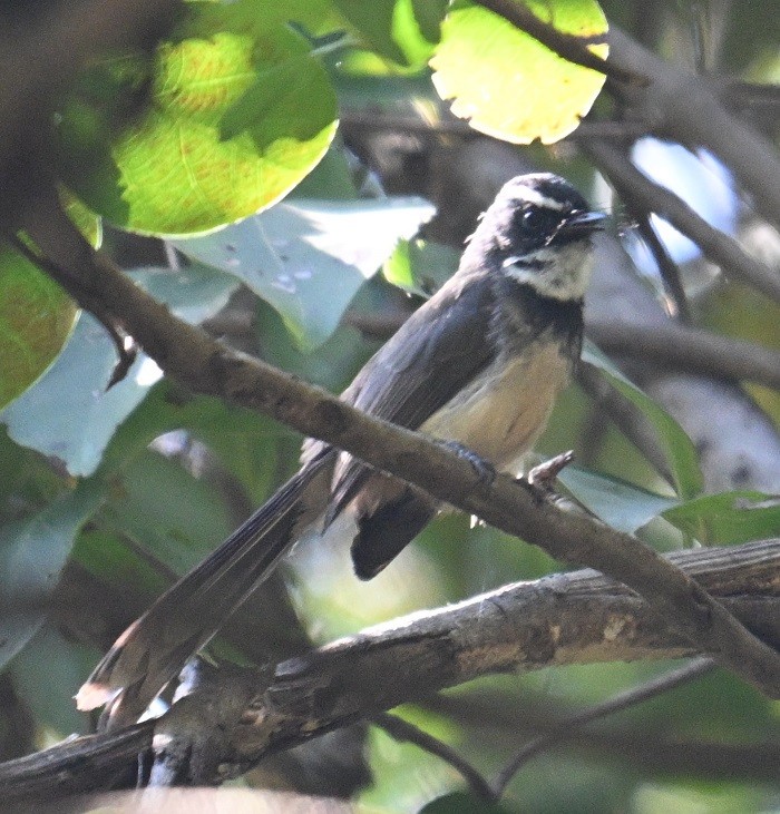 Spot-breasted Fantail - ML646831947