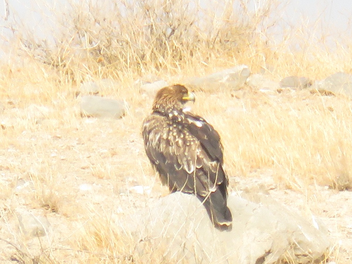 Imperial Eagle - ML646831948