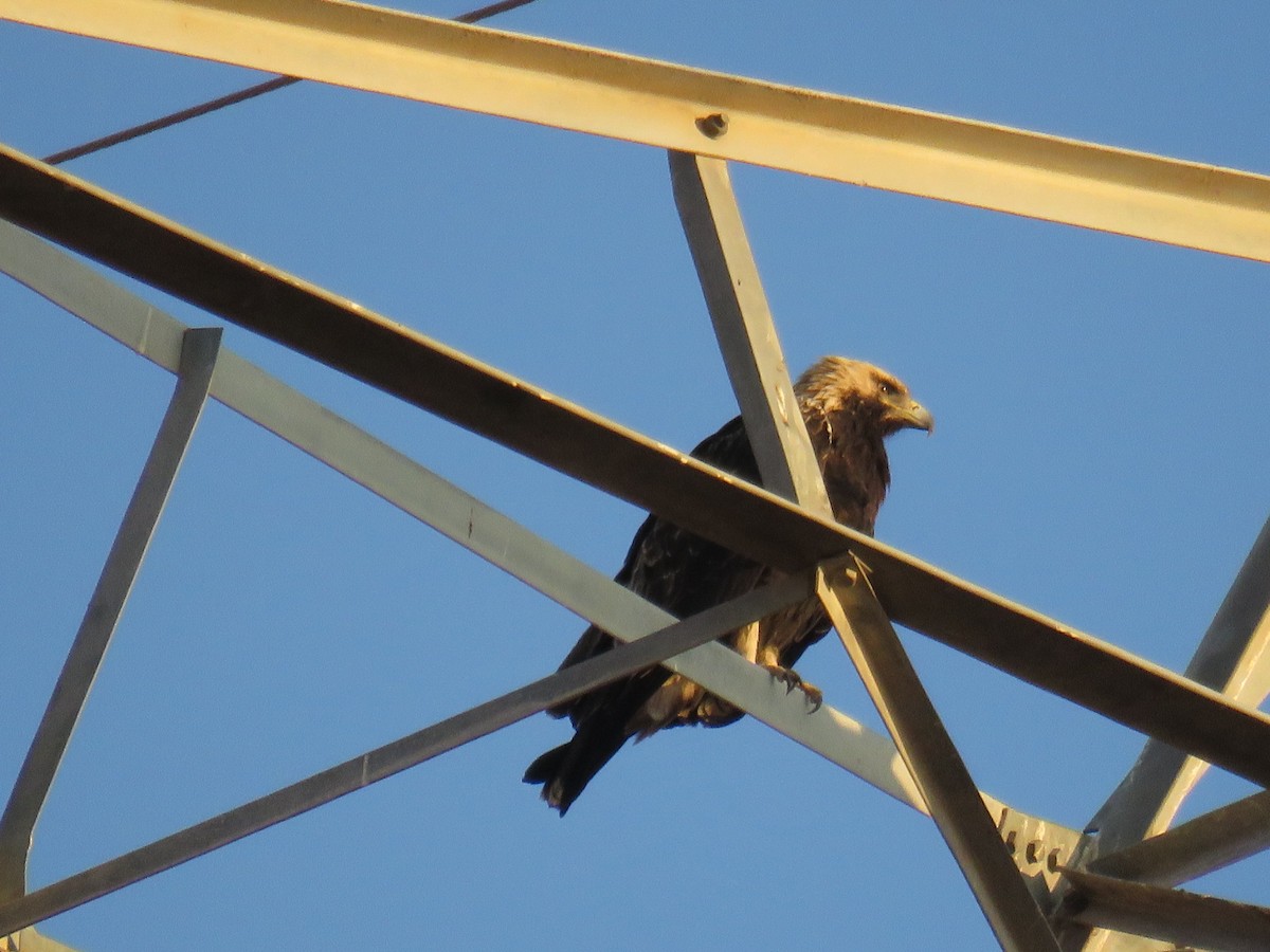 Imperial Eagle - ML646831949