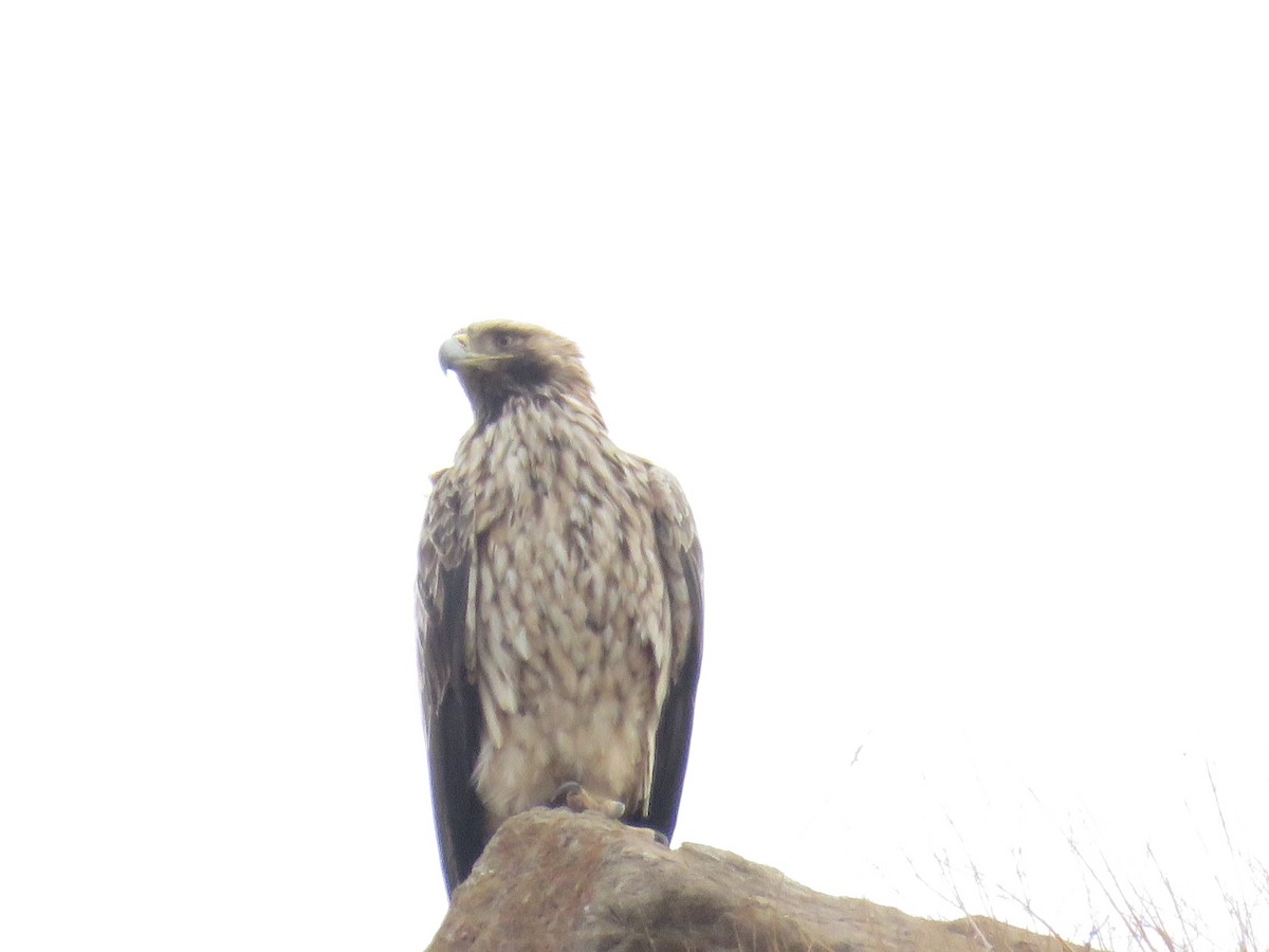 Imperial Eagle - ML646831950