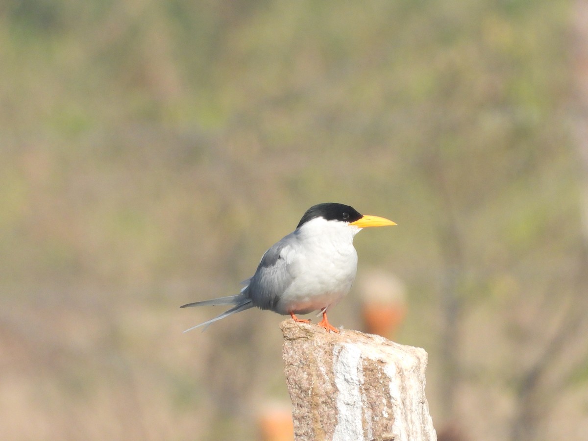 River Tern - ML646831952