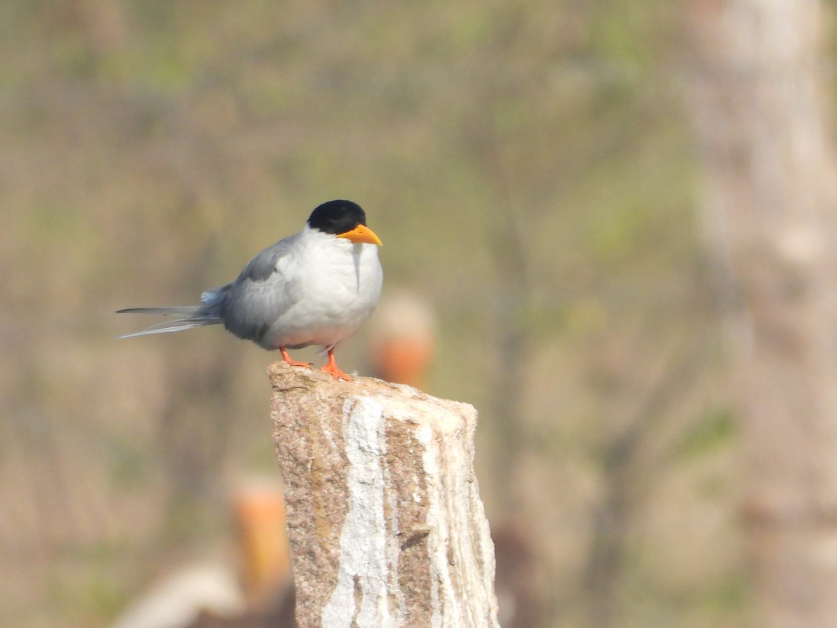 River Tern - ML646831953