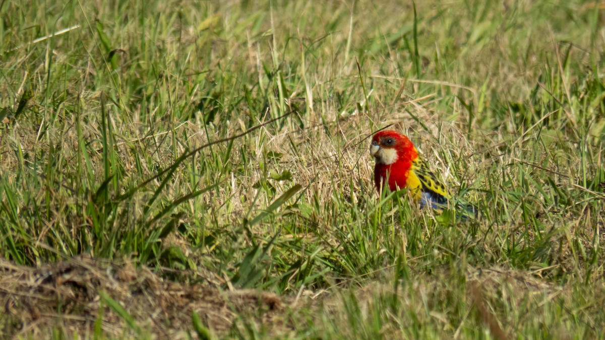 Eastern Rosella - ML646831954