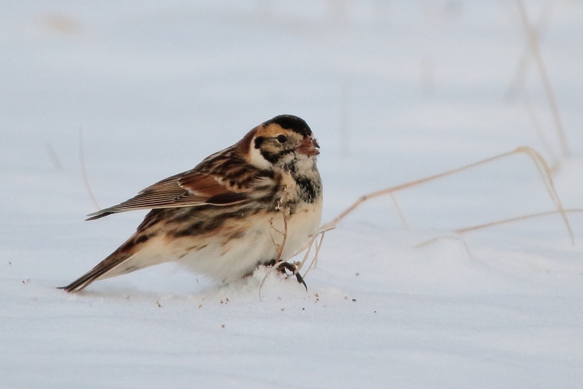 Lapland Longspur - ML646831955