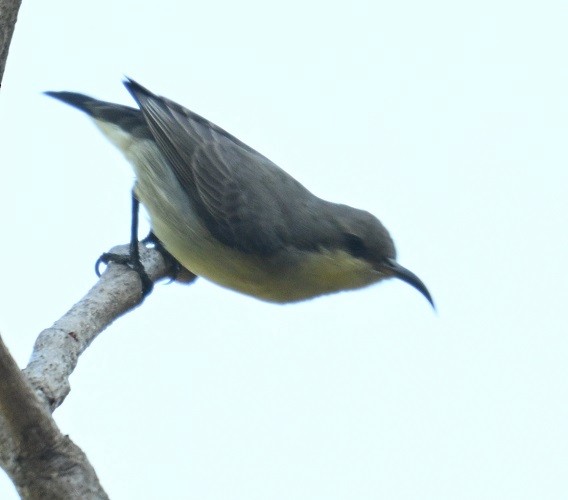 Purple Sunbird - ML646831956