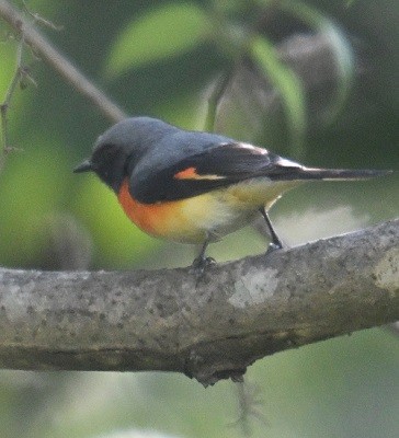 Small Minivet - ML646831962
