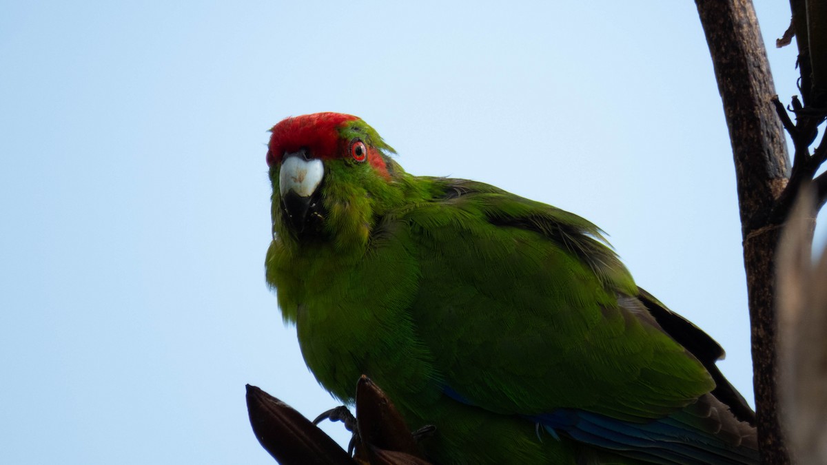 Red-crowned Parakeet - ML646831963