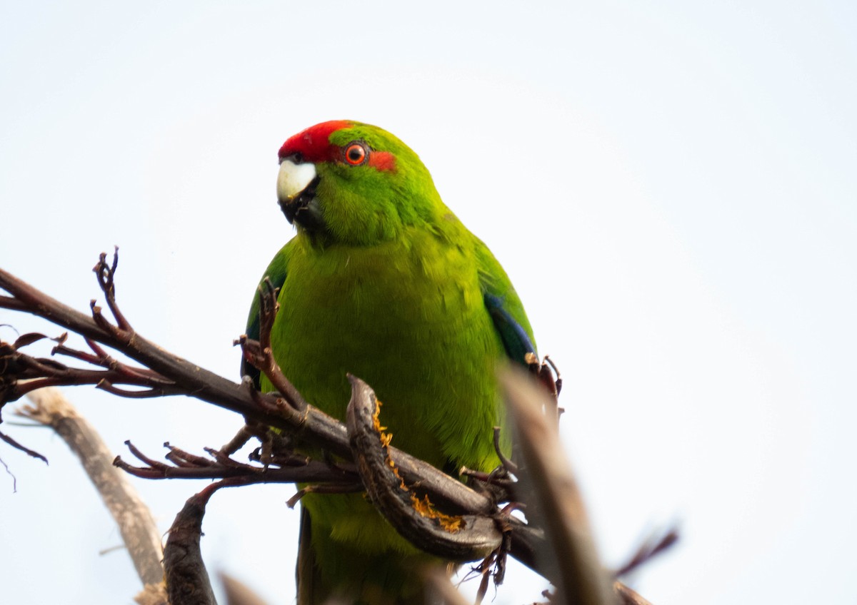 Red-crowned Parakeet - ML646831964