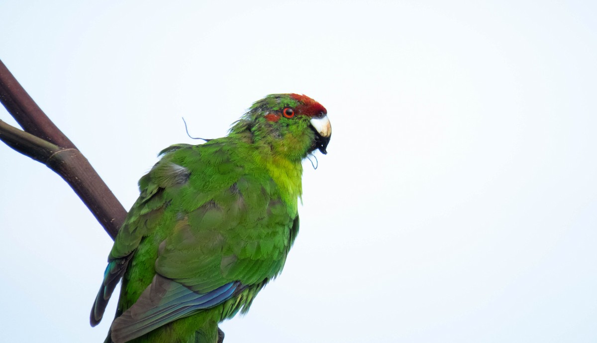 Red-crowned Parakeet - ML646831965