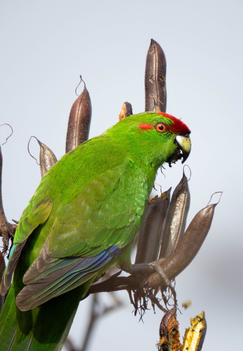 Red-crowned Parakeet - ML646831966