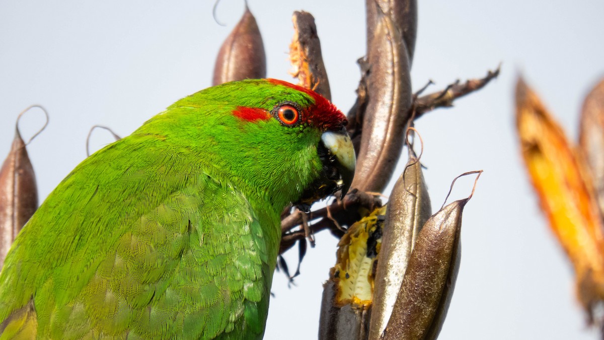 Red-crowned Parakeet - ML646831967