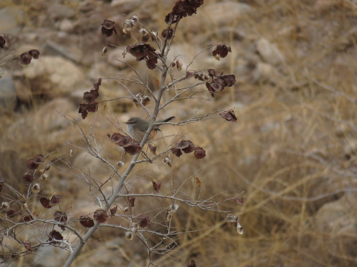 Scrub Warbler - ML646831968