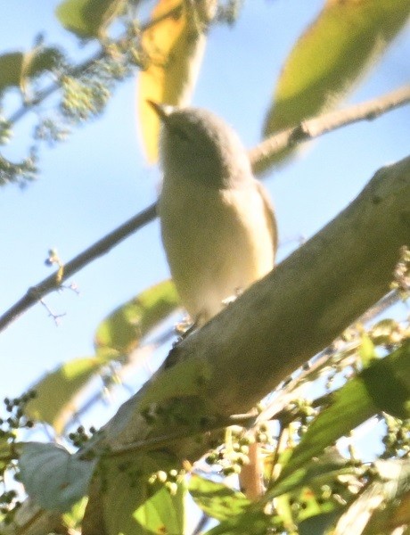 Paseriformea sp. - ML646831969