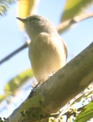 Paseriformea sp. - ML646831970