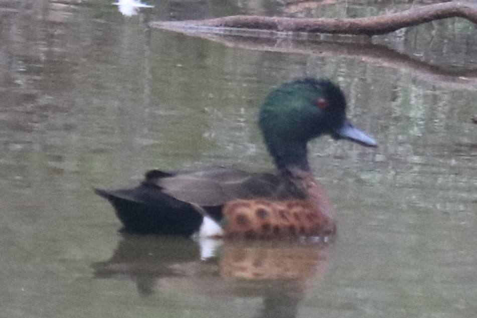 Chestnut Teal - ML646831974