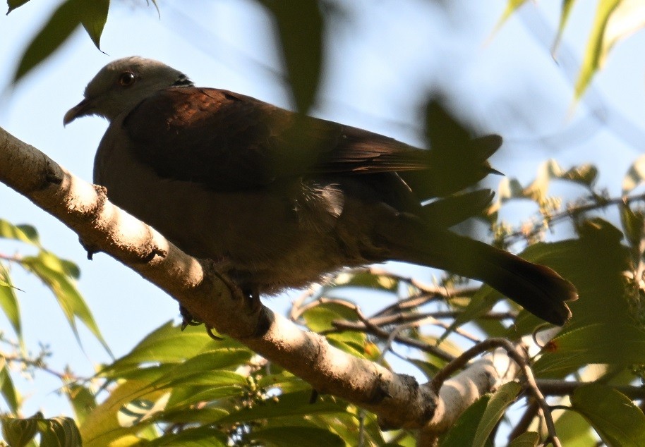 Nilgiri Wood-Pigeon - ML646831975