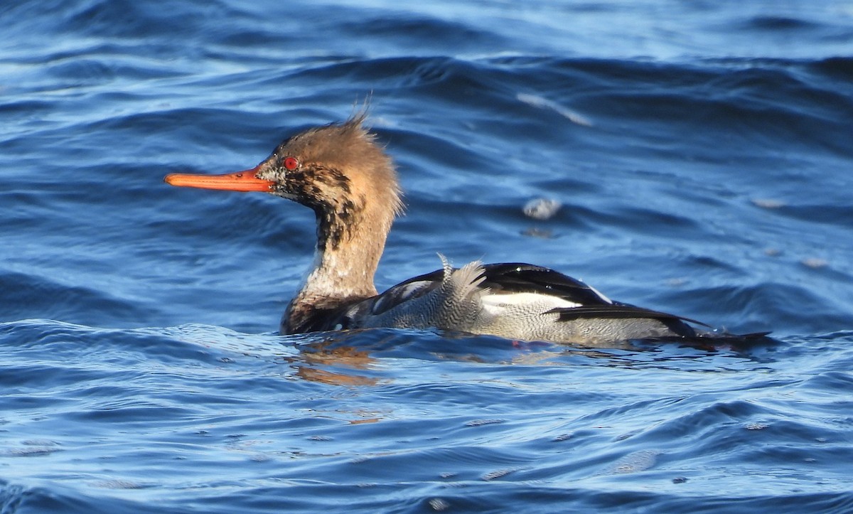Red-breasted Merganser - ML646831976