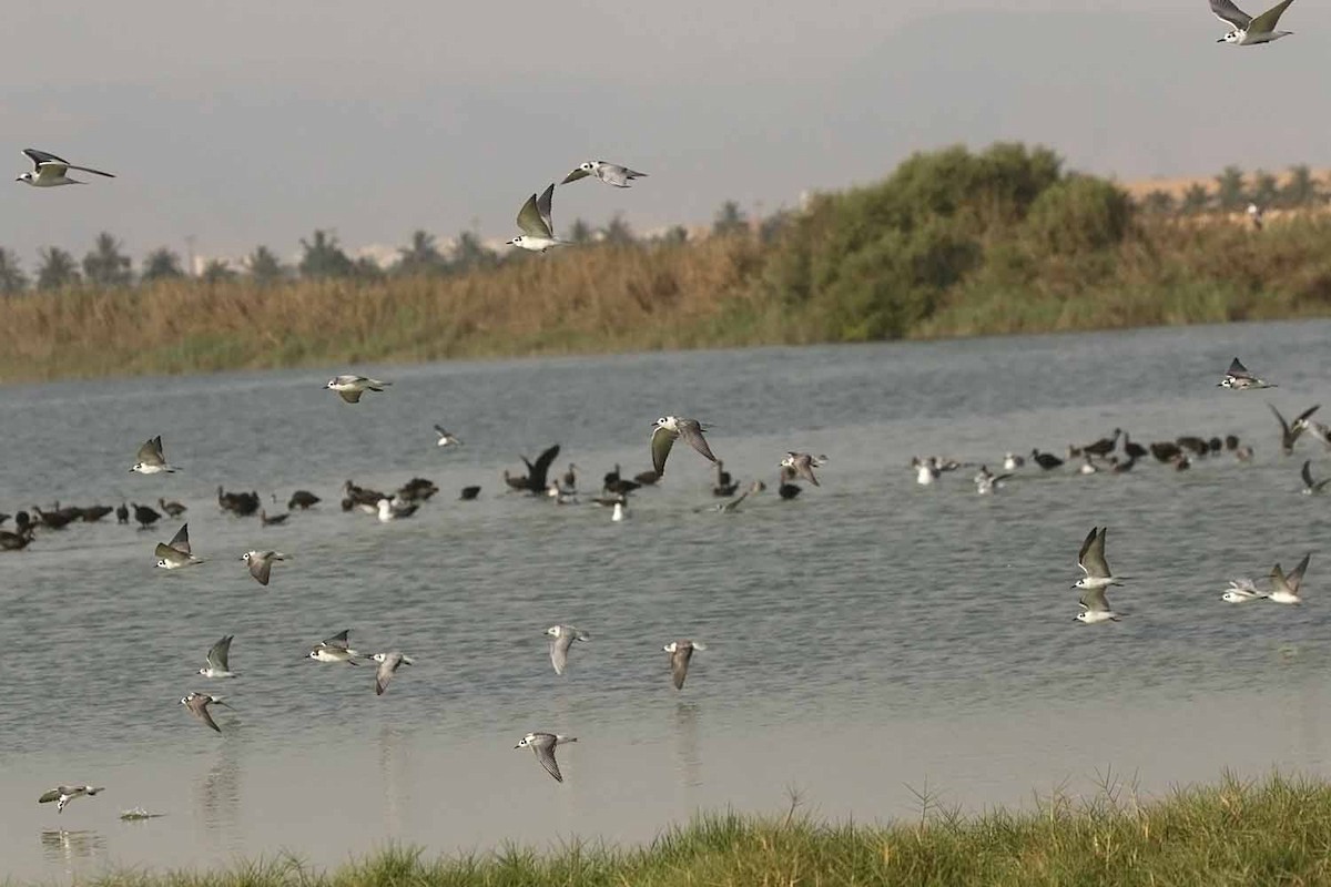 Белокрылая крачка - ML646831977