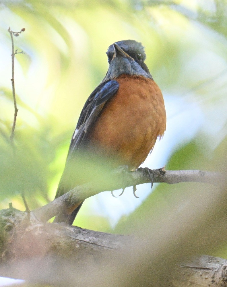 Blue-capped Rock-Thrush - ML646831978