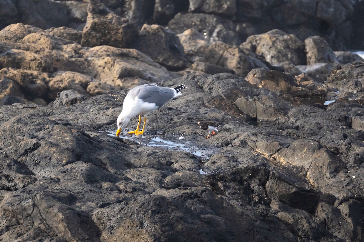 キアシセグロカモメ - ML646831981