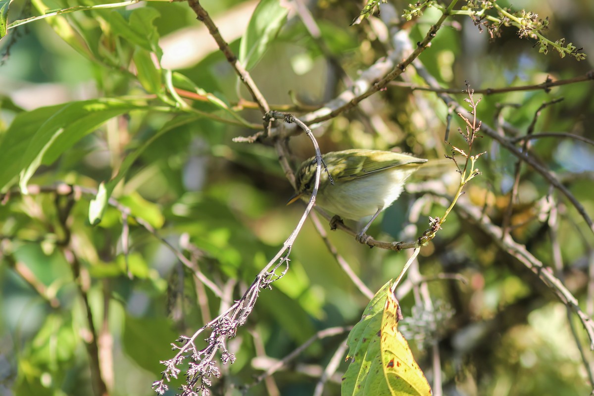 Pouillot de Blyth - ML646831982